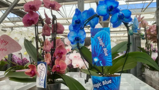 Lalezar Botanik Altunizade