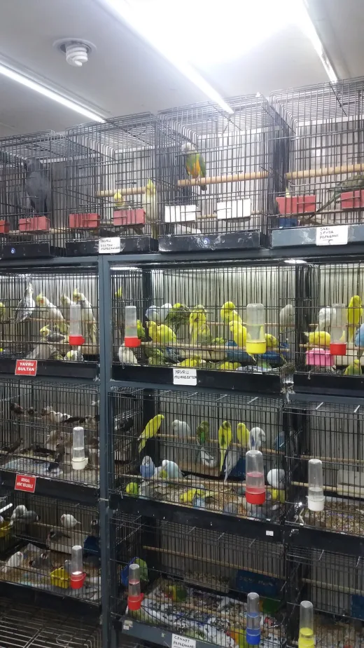 Emniyet Kanarya Galerisi